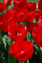 Plakat kwiat tulipan ogród