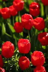 Naklejka kwiat natura ogród tulipan