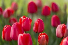 Naklejka roślina natura ogród kwiat tulipan