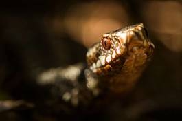 Obraz na płótnie ćwiczenie oko gad wąż patrzeć