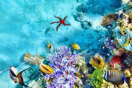 Naklejka egzotyczny karaiby podwodny koral