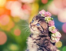 Fotoroleta kociak z wiankiem kwiatów na głowie