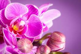 Fototapeta kompozycja kwiat storczyk szklarnia