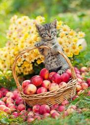 Plakat mały kociak w koszyku z jabłkami