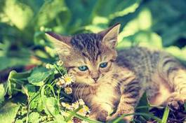 Fotoroleta uroczy kociak na łące