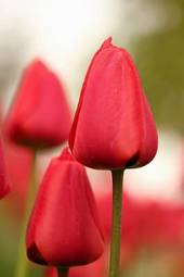 Naklejka roślina natura rosa tulipan