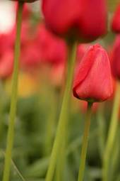 Fotoroleta piękny ogród rosa kwiat tulipan