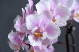 Fotoroleta kwiat egzotyczny lato storczyk roślina