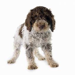 Obraz na płótnie pies szczenię zwierzę hiszpański brązowy