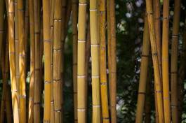 Naklejka roślina las bambus natura