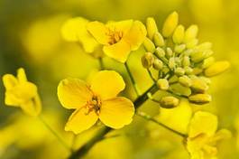 Fotoroleta natura olej wieś kwitnący kwiat