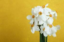 Fototapeta bukiet świeży kwiat kwitnący narcyz