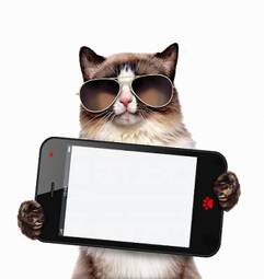 Fotoroleta kot trzyma smartfona
