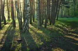 Obraz na płótnie świeży drzewa kaukaz krzew polana