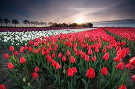 Plakat tulipan łąka pole