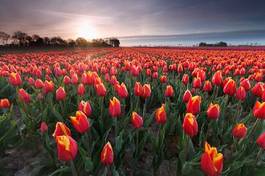 Naklejka tulipan widok pole