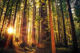 Naklejka kalifornia las ponad sekwoja