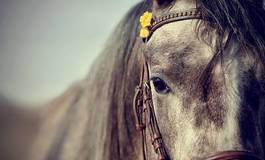Fototapeta klacz sport zwierzę jeździectwo ogier