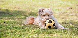 Fotoroleta pies bawi się piłką, łąka