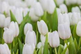 Naklejka świeży tulipan ogród