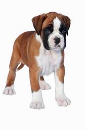 Plakat ładny zwierzę pies szczenię