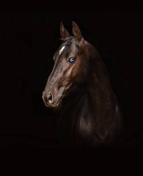 Fotoroleta portret klacz koń dziki