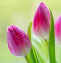 Plakat piękny świeży tulipan ogród kwiat