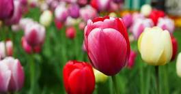 Obraz na płótnie świeży tulipan kwitnący natura