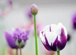 Fototapeta świeży pole tulipan natura ogród
