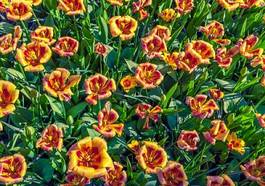 Obraz na płótnie top view of the tulip flowers