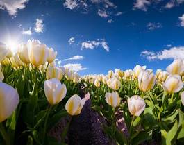 Naklejka roślina piękny wieś tulipan natura