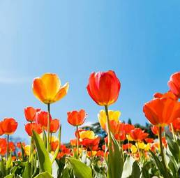 Obraz na płótnie niebo pole pejzaż natura tulipan