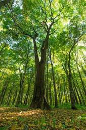 Naklejka zielony las