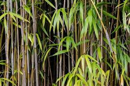Fototapeta roślina orientalne bambus azja roślinność