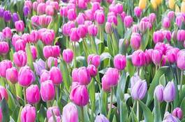 Fotoroleta park lato tulipan piękny