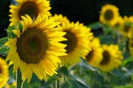 Fotoroleta kwiat słonecznik olej roślina