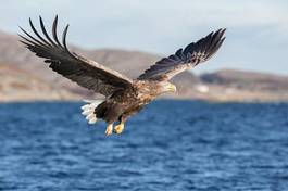 Fotoroleta natura skandynawia europa norwegia ptak