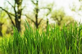 Plakat trawa pole pastwisko ogród stokrotka