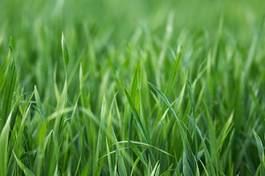 Naklejka jęczmień natura trawa pszenica