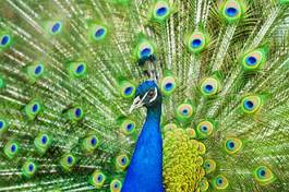 Fotoroleta ptak zwierzę indyjski ładny tropikalny