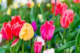 Obraz na płótnie amsterdam pole tulipan natura narcyz