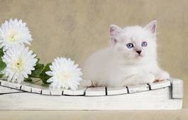 Fotoroleta biały kot i bukiet białych kwiatów