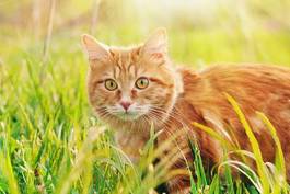 Fototapeta rudy kot w ogrodzie latem