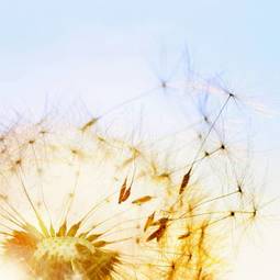 Fototapeta niebo roślina kwiat słońce mniszek
