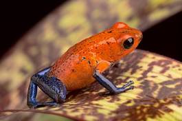 Fototapeta zwierzę żaba egzotyczny tropikalny