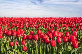 Naklejka kwiat słońce lato tulipan