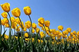Naklejka tulipan roślina kwiat bukiet pole