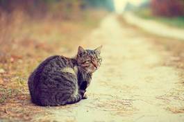 Fototapeta kot syberyjski siedzi na poboczu