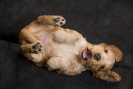 Plakat spaniel pies szczenię allein przyjemność