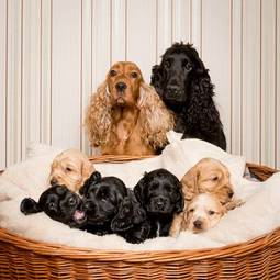Plakat spaniel szczenię pies rodzina czarny
